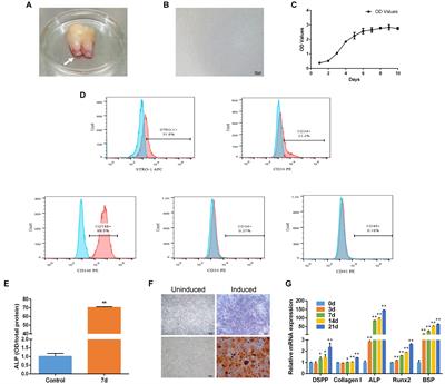 MiR-497-5p Regulates Osteo/Odontogenic Differentiation of Stem Cells From Apical Papilla via the Smad Signaling Pathway by Targeting Smurf2